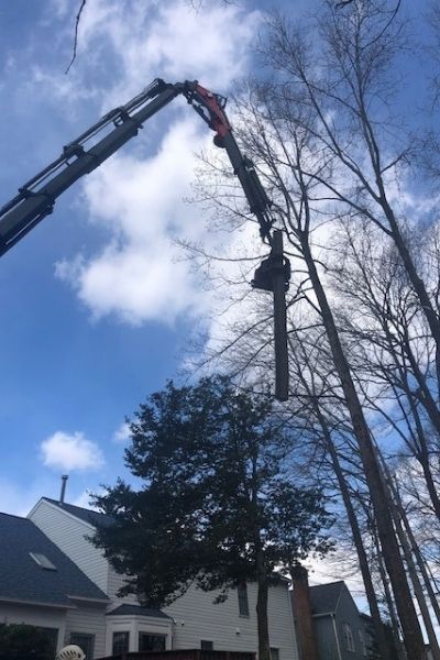 The Green Vista Tree Care crane removes a section of a tree near a row of houses in Northern Virginia.