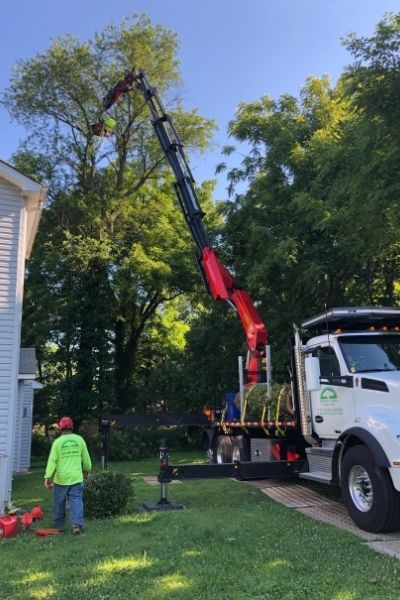 The Green Vista Tree Care crew removes a backyard tree using a grapple saw.