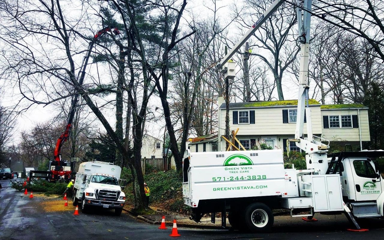 The Green Vista Tree Care crew works on a variety of trees surrounding a house.