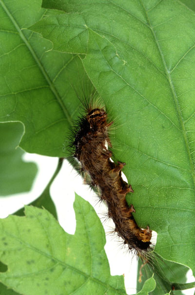 a gypsy moth caterpillar on a green leaf in Virginia
