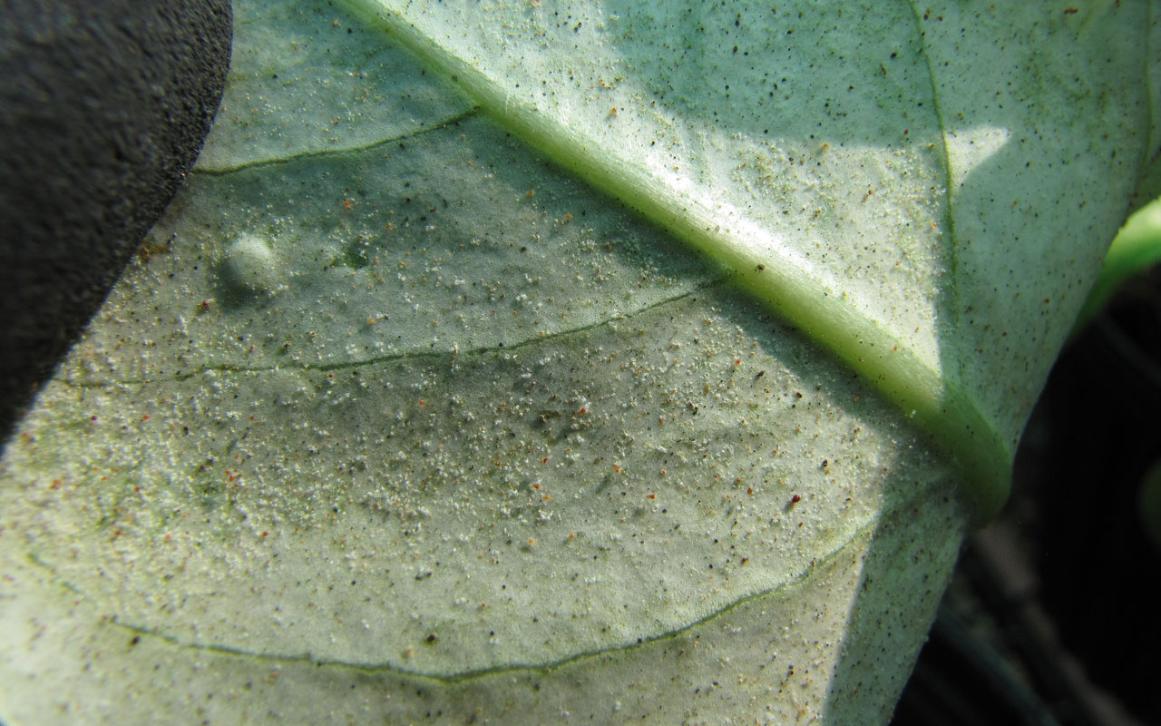 microscopic spider mites on a large leaf