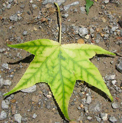 A sweetgum leaf on the ground with dark green veins and a yellow tint
