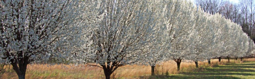 A row of bradford or callery pear trees with white spring blooms.