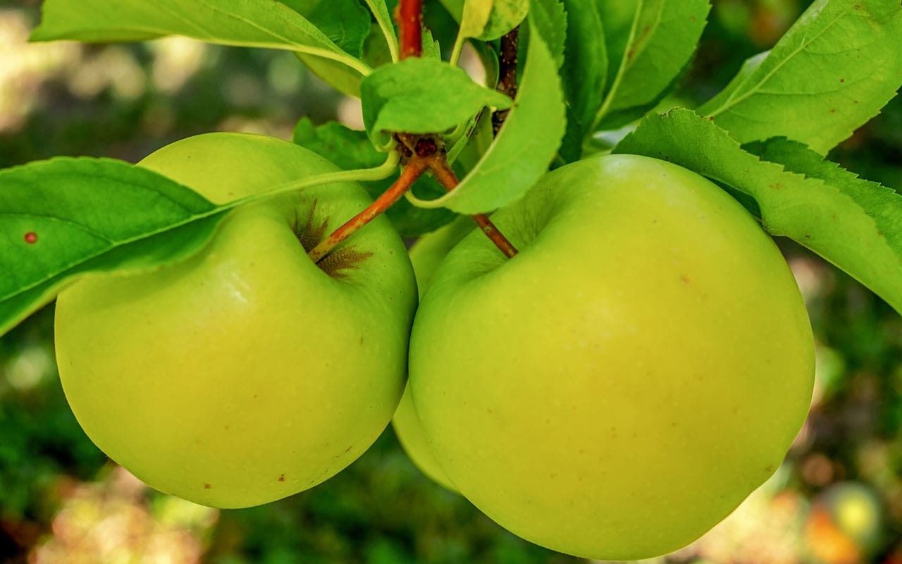 green apples grow on an apple tree in Virginia