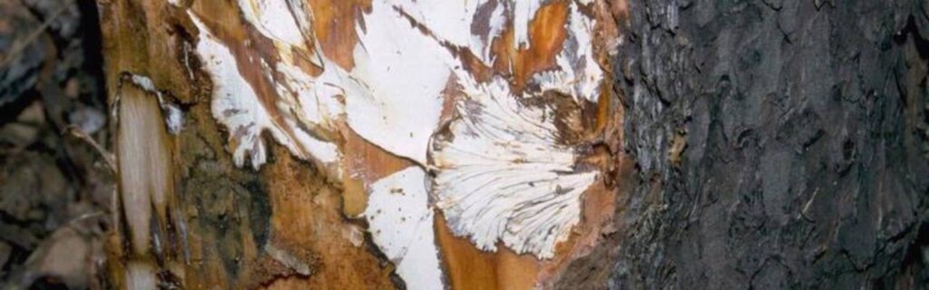 A tree trunk with bark removed, exposing the white mycelial fans associated with armillaria.