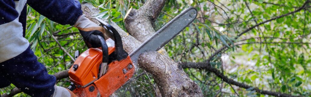 A member of the team at Green Vista pruning a tree in a residential area in Arlington, VA.