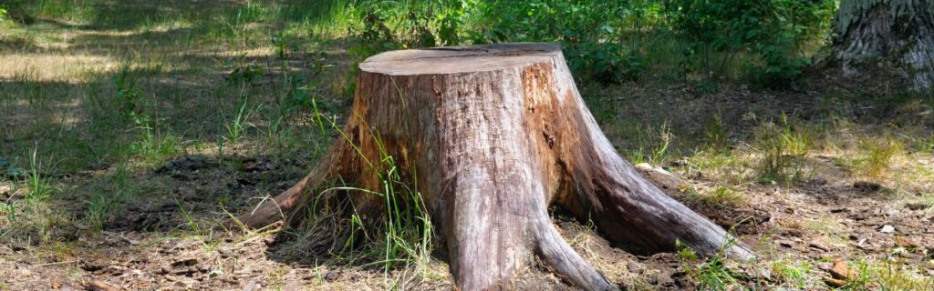 A stump on a residential property in Fairfax County, VA.