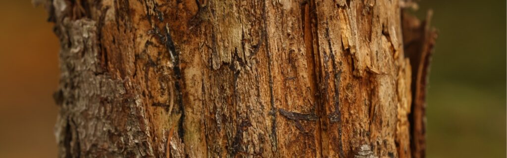 Close-up of a damaged bark on a tree in Northern Virginia.