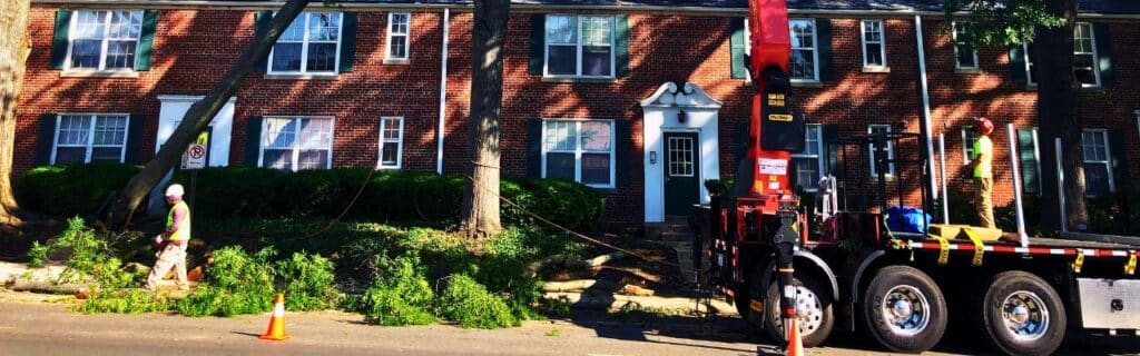 The Green Vista crew using a red grapple saw for safe tree removal in Arlington Forest with mature trees and tight spacing.
