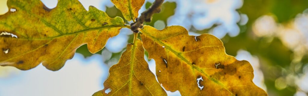 Oak leaves showing the signs of drought stress in Fairfax, VA.