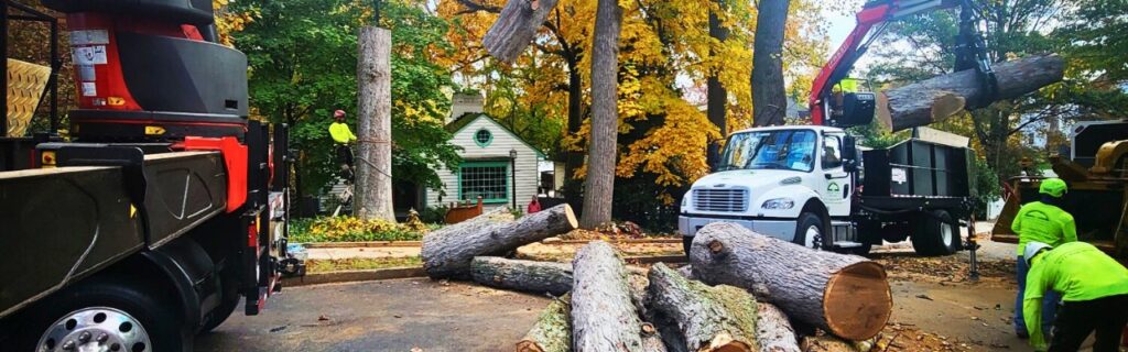 The Green Vista team cleaning up logs after tree removal in Fairfax, VA.