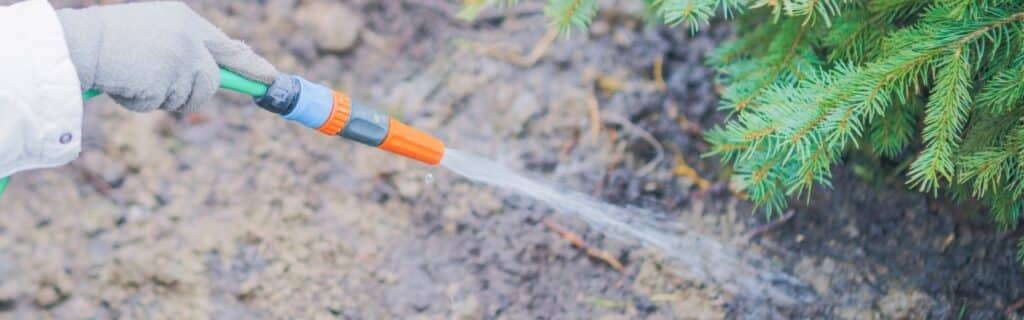 A gloved hand holds a garden hose spraying water near an evergreen tree during winter watering.