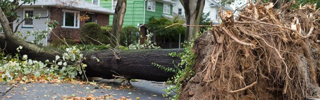 Large tree uprooted and fallen across a residential street after a storm, with the exposed root plate visible.