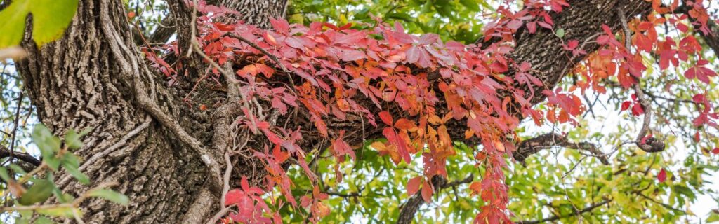 The red foliage of the native Virginia creeper vine on a tree in Northern Virginia.