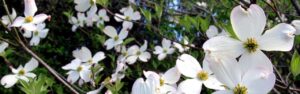 The white spring flowers of the native flowering dogwood tree in Virginia.