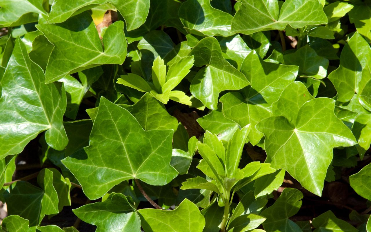 Close-up of the leaves of an invasive English ivy vine in Virginia.