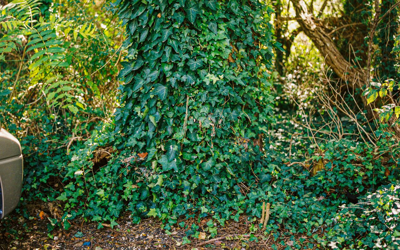 Invasive ivy covers a tree trunk.