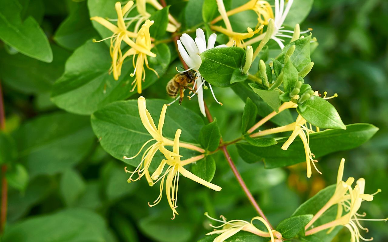 A bee visits a white flower on an invasive Japanese honeysuckle vine. 