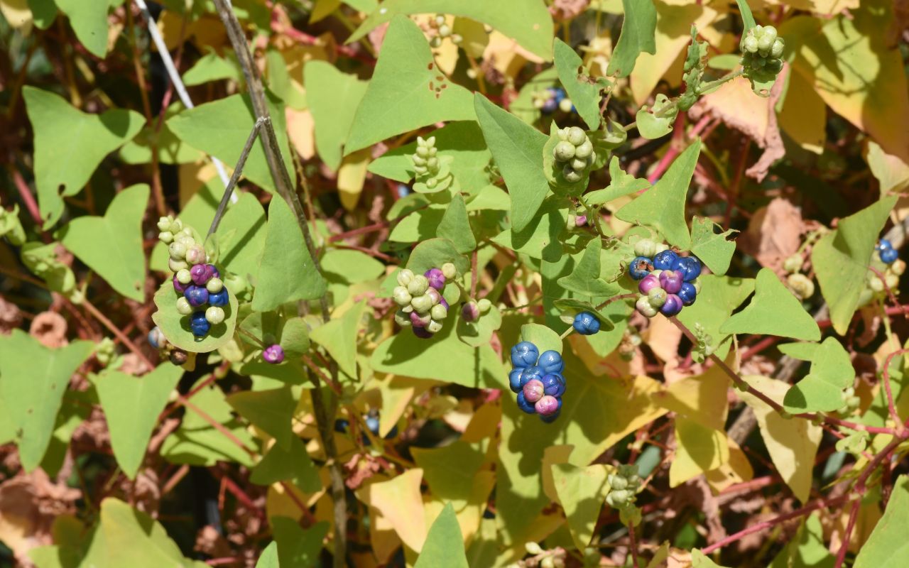 An invasive mile-a-minute vine with triangular leaves and colorful berries.
