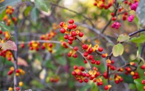 Identifying Invasive Vines That Harm Trees - Green Vista Tree Care