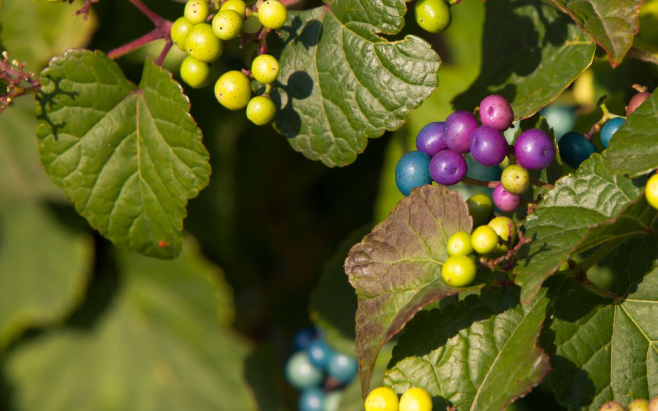 The white and colorful berries and green leaves of the invasive porcelain berry vine.