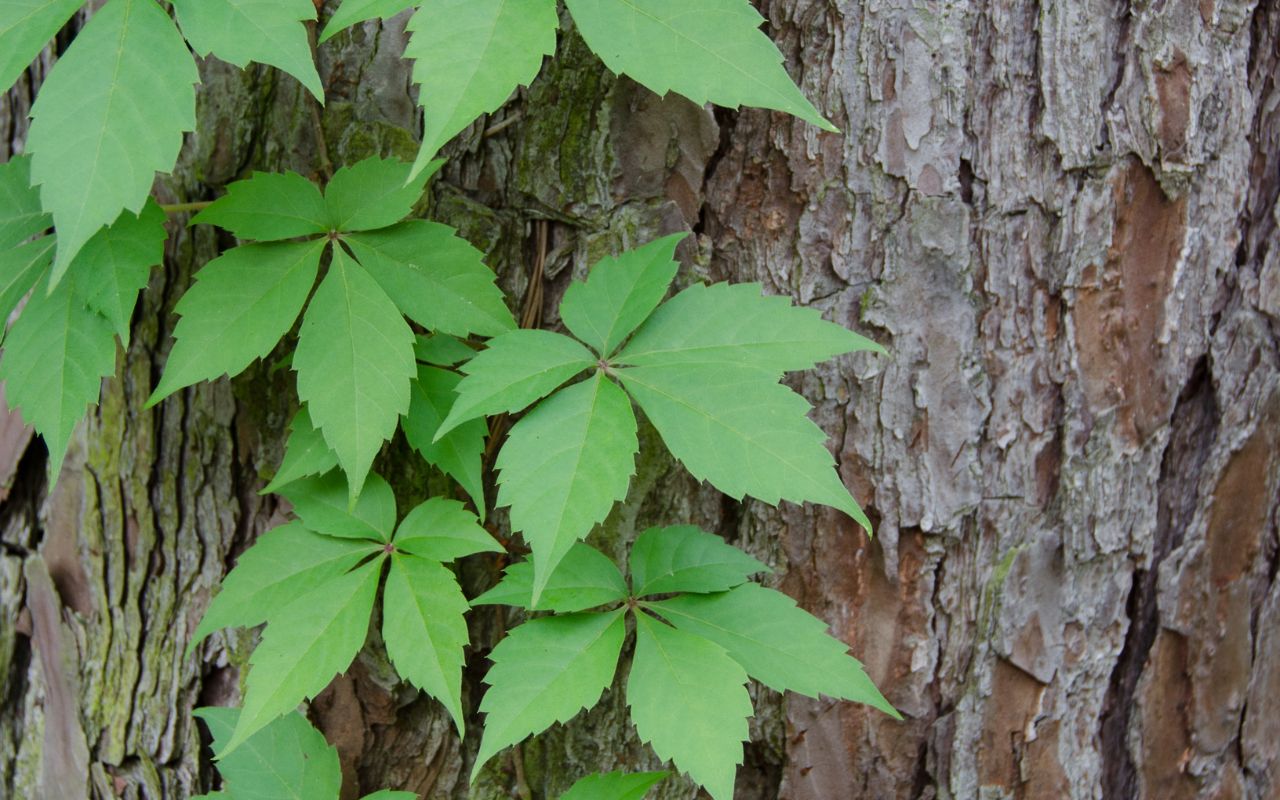Virginia Creeper is a native vine and doesn’t need to be removed from trees in Northern Virginia.