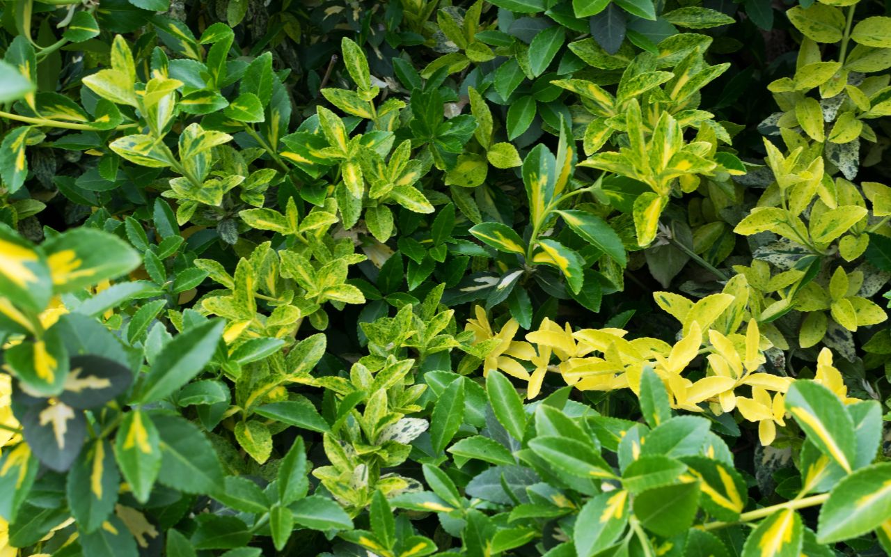 Yellow and green leaves of the invasive wintercreeper vine.