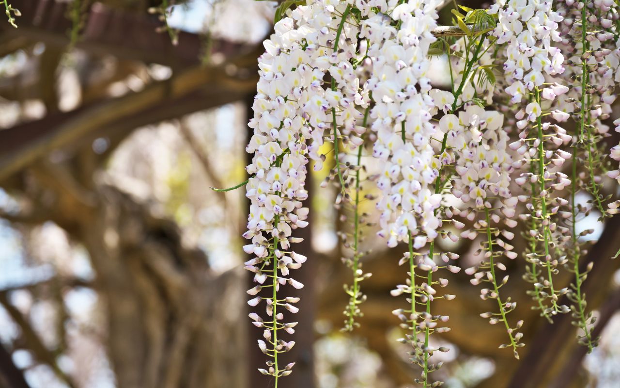 White weeping flowers of an invasive wisteria vine.