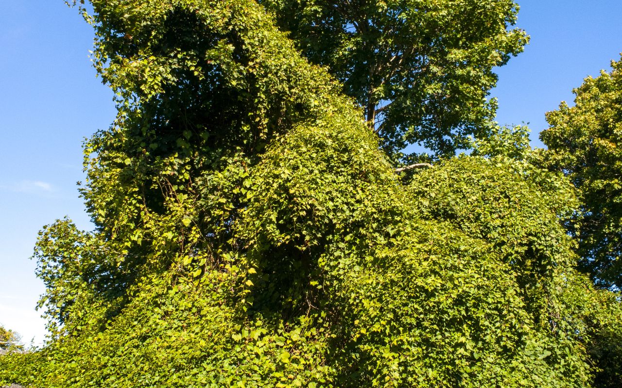 Invasive vines blanket several mature trees in Virginia, blocking sunlight and harming the trees.