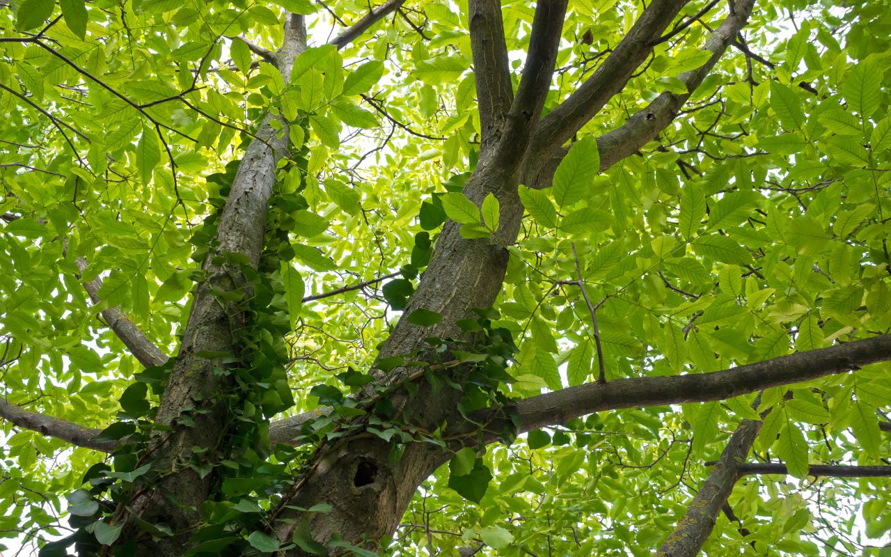 Invasive vines wind up a tree trunk and into the tree’s canopy in Virginia.