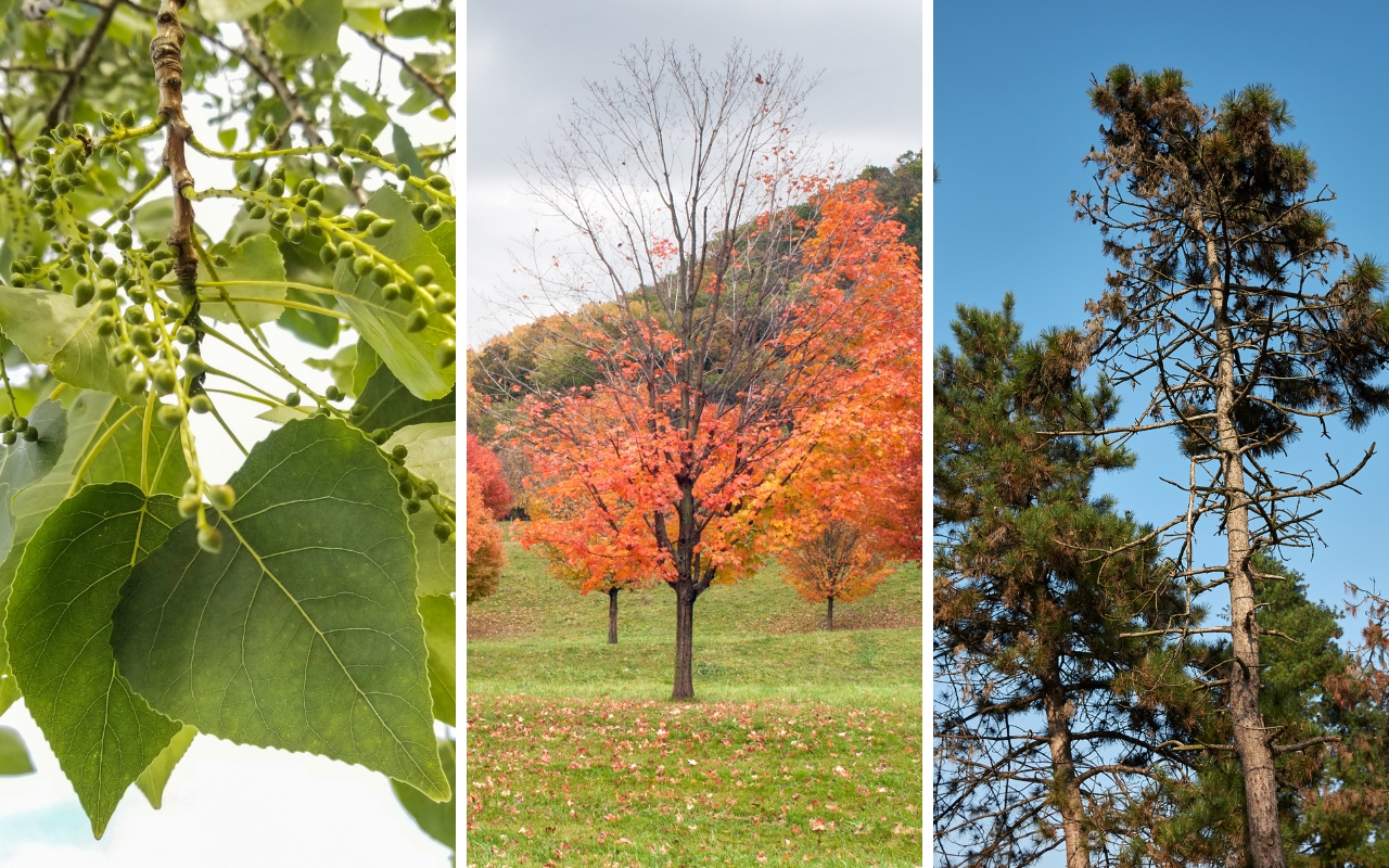 From left to right: Leaves of an American linden tree, a sugar maple losing its fall leaves, and white pines with missing or browning needles.