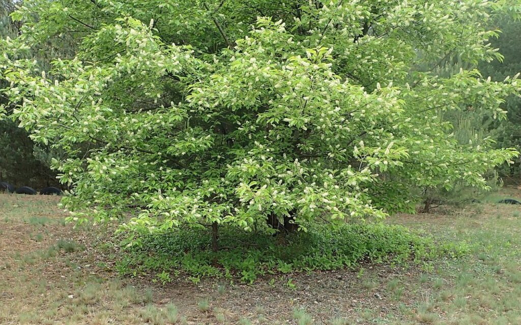 Jintsqva Tree Northern Virginia Native Trees That May Need Some Extra Care - Green ...