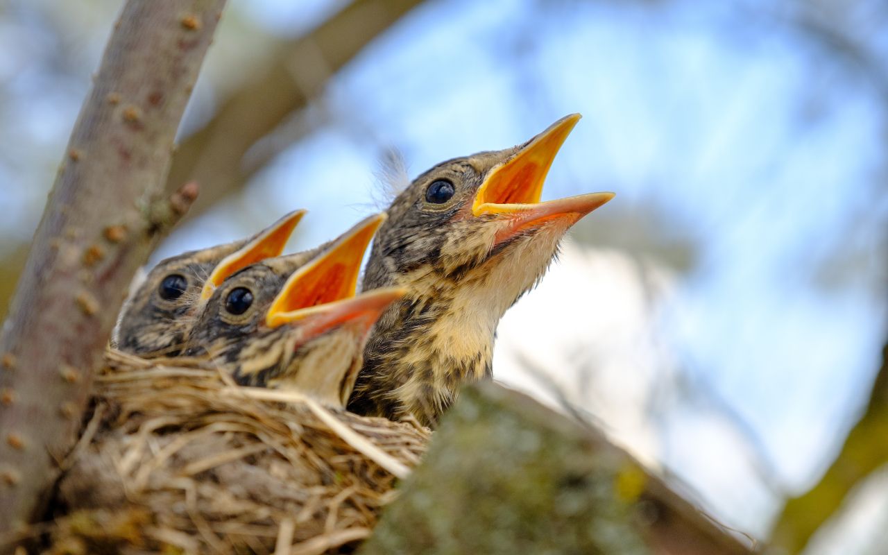 Baby birds with open mouths wait in a nest in a Virginia tree.