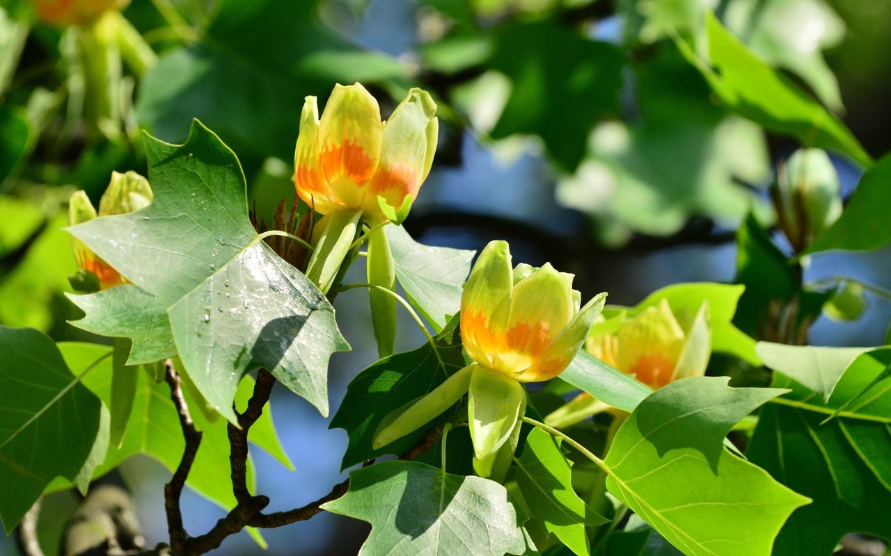 The native tulip tree, with its distinctive tulip-like flowers and green foliage, grows in Virginia.