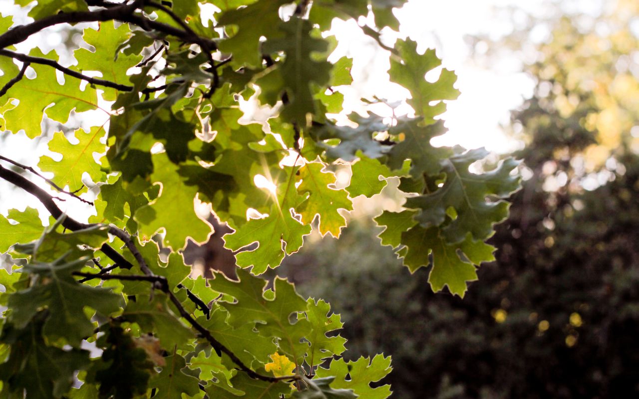 Native white oak tree leaves silhouetted by the sunlight on a Northern Virginia property.