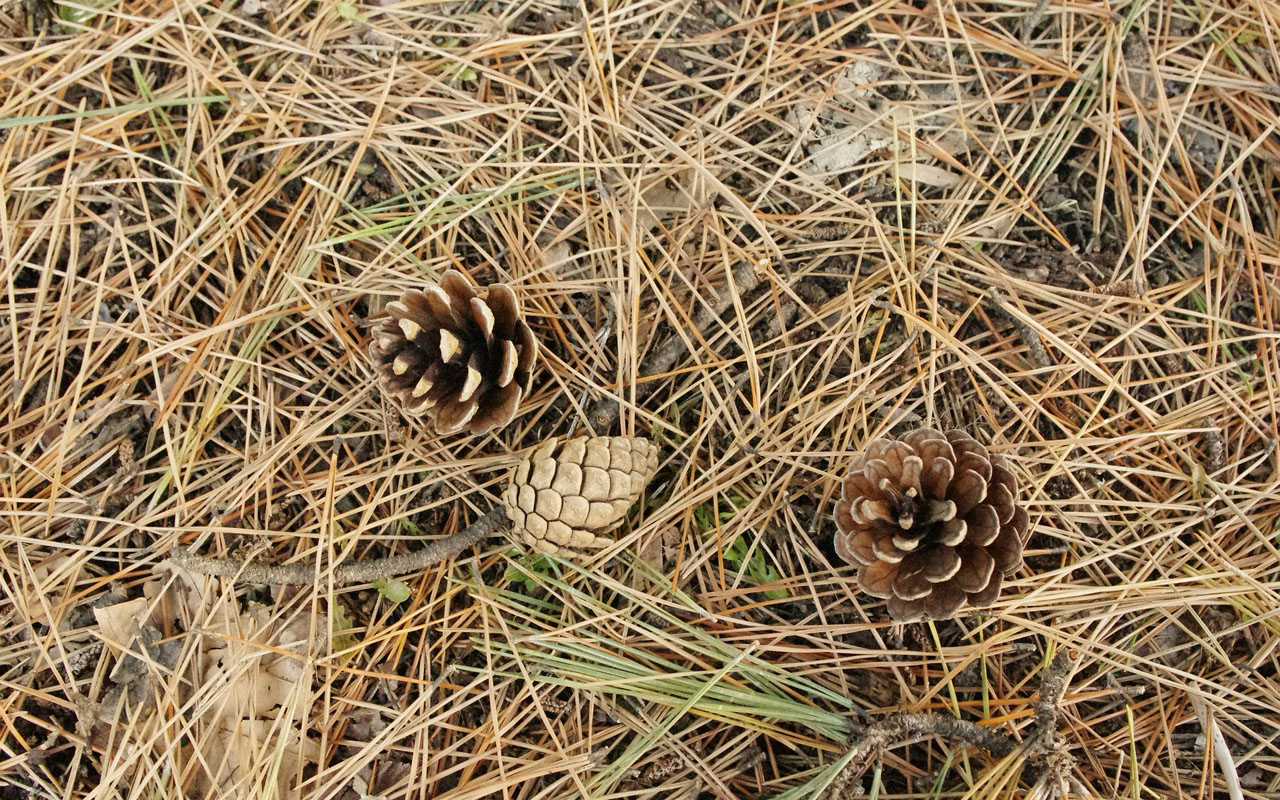 pine needles on the ground in Virginia
