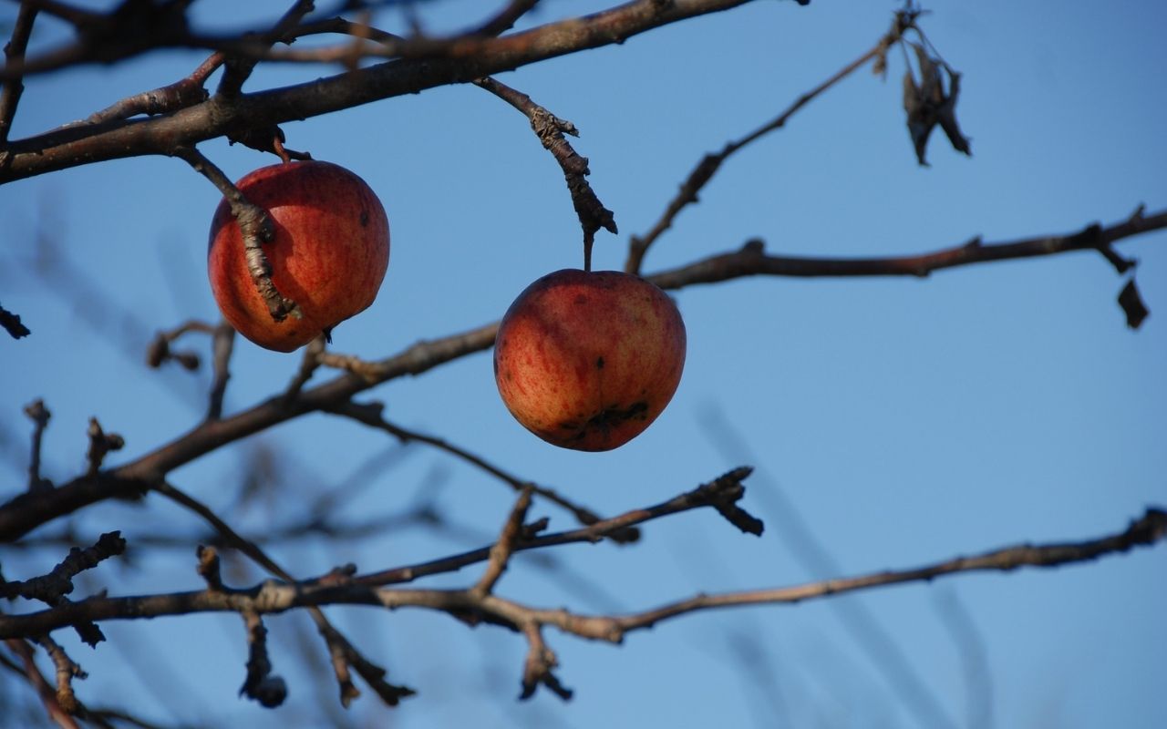 apples on a tree that has lost it's leaves for winter