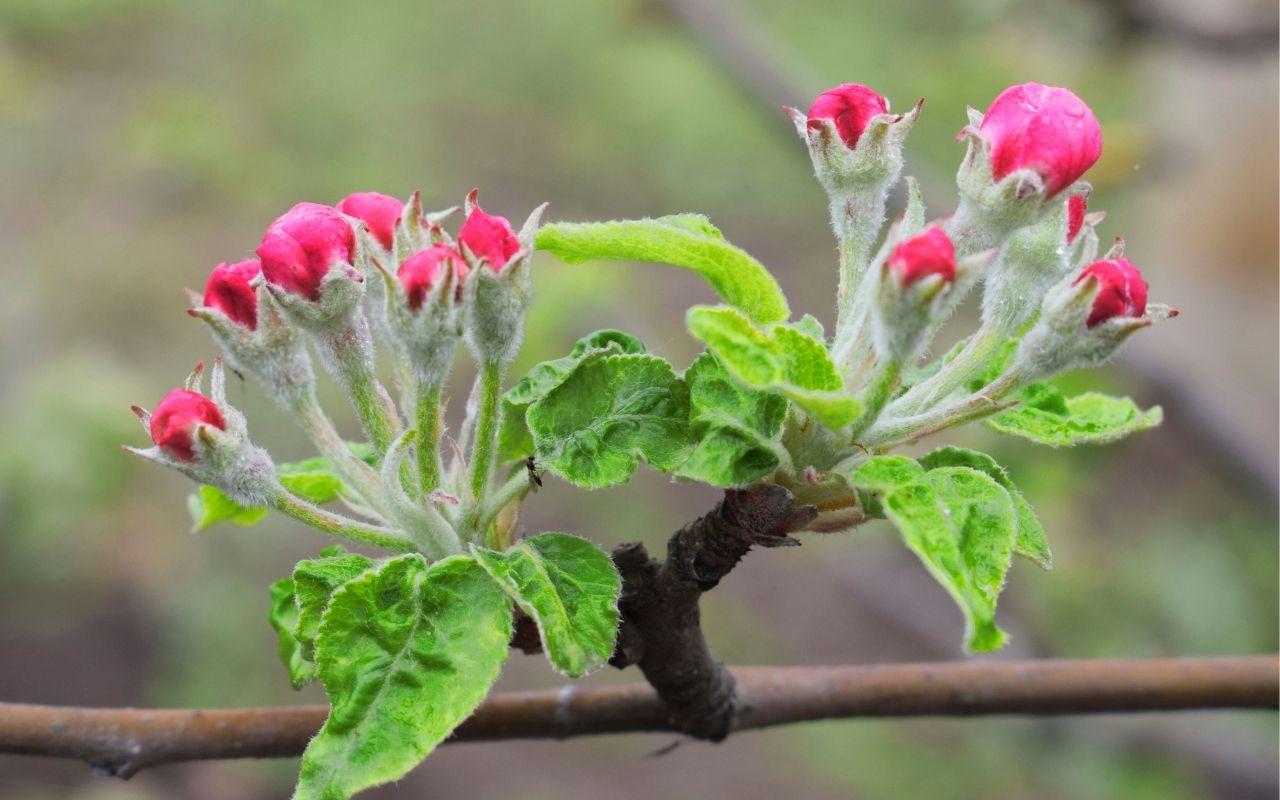 Mature fruiting spur on an apple tree with red flower buds