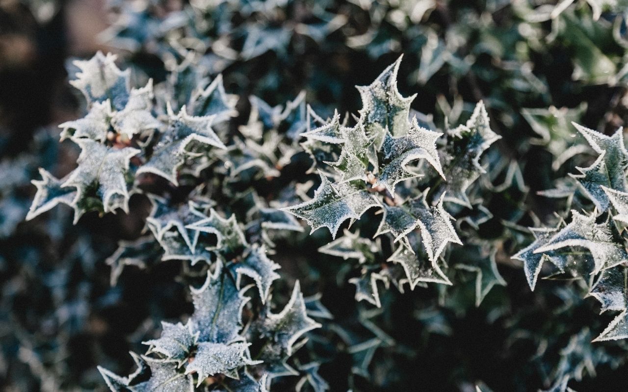 Holly plant covered in frost in the winter