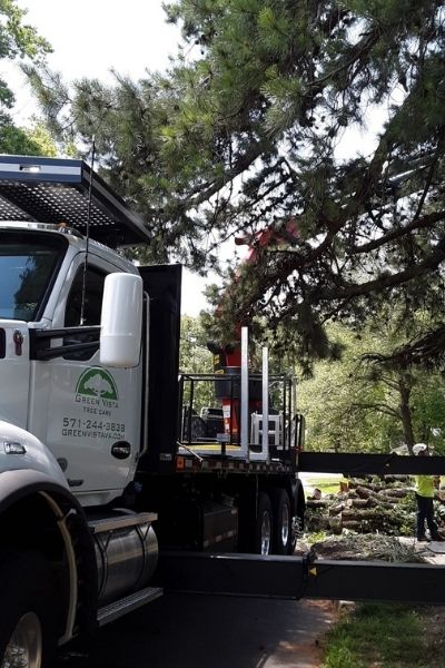 Overgrown trees can block roadways, like this conifer touching a Green Vista truck.