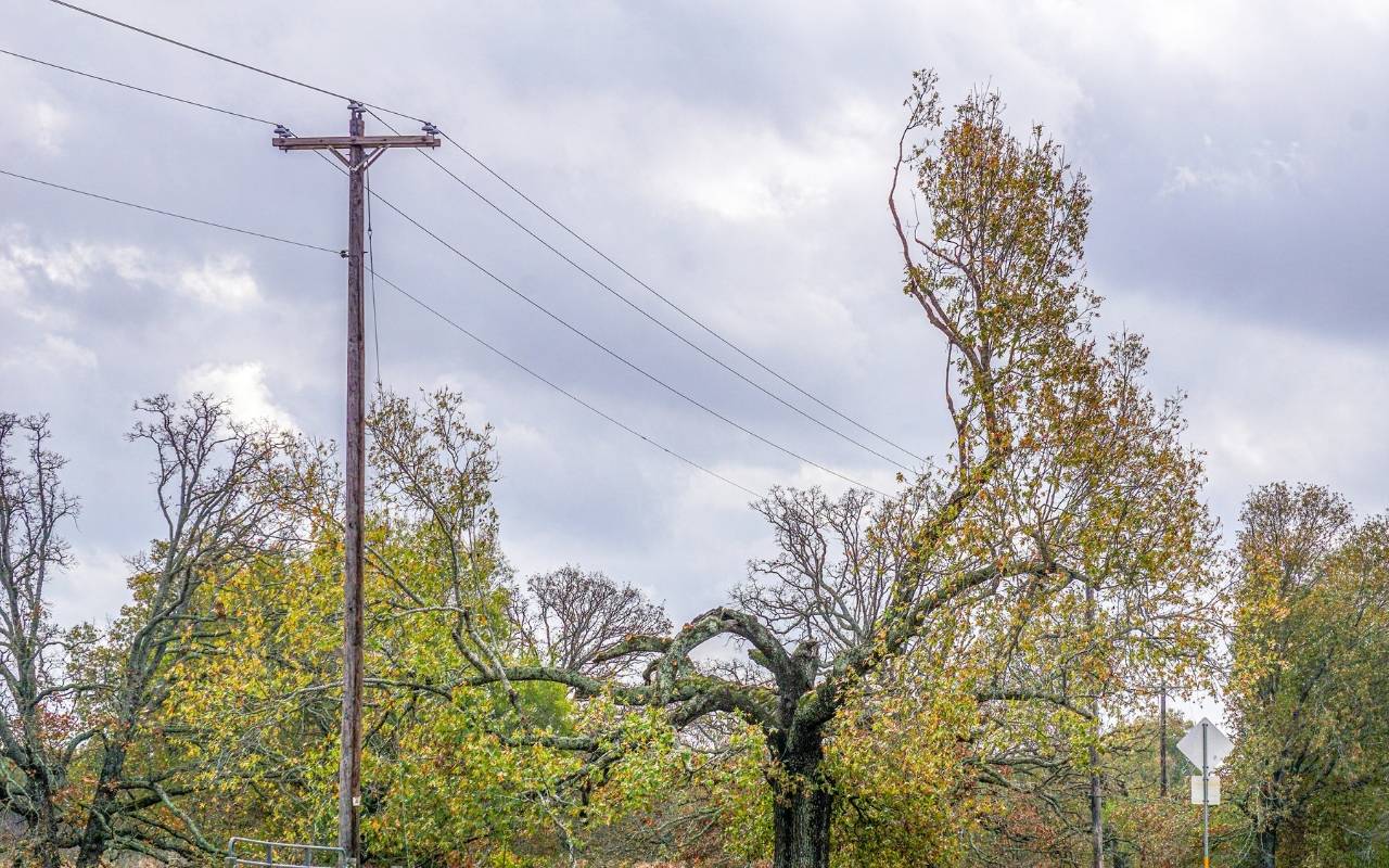 tree pruned to accommodate overhead power lines