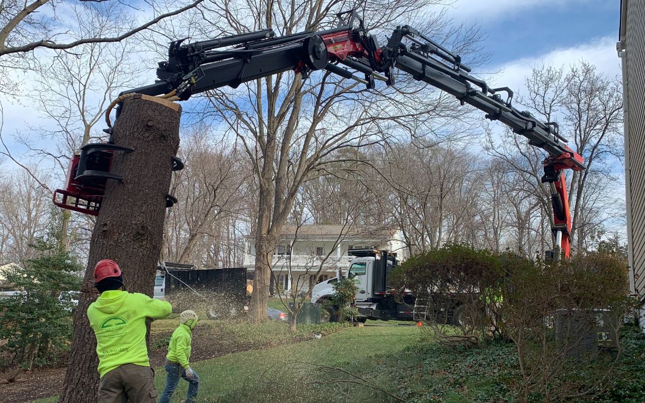 The Green Vista crew removes the lower part of a tree using the grapple saw on a property in Northern Virginia.