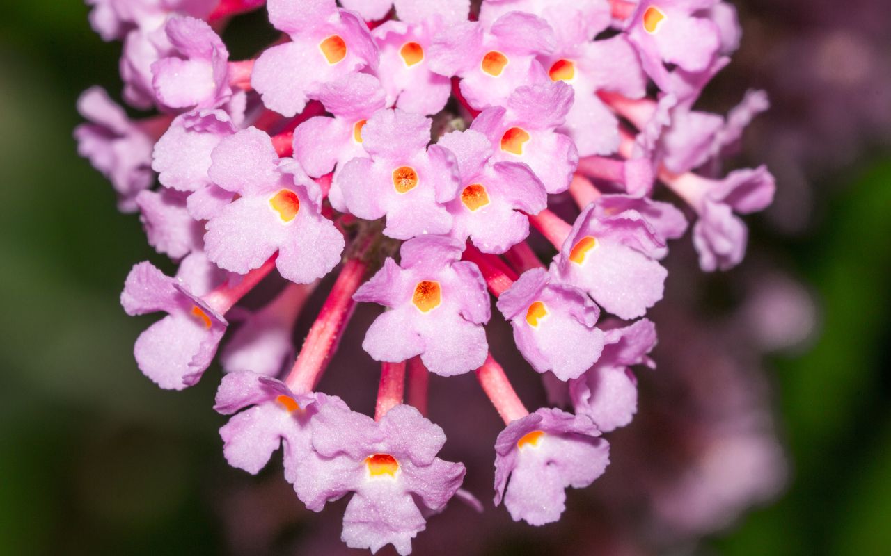 Closeup of a butterfly bush's pink flowers.