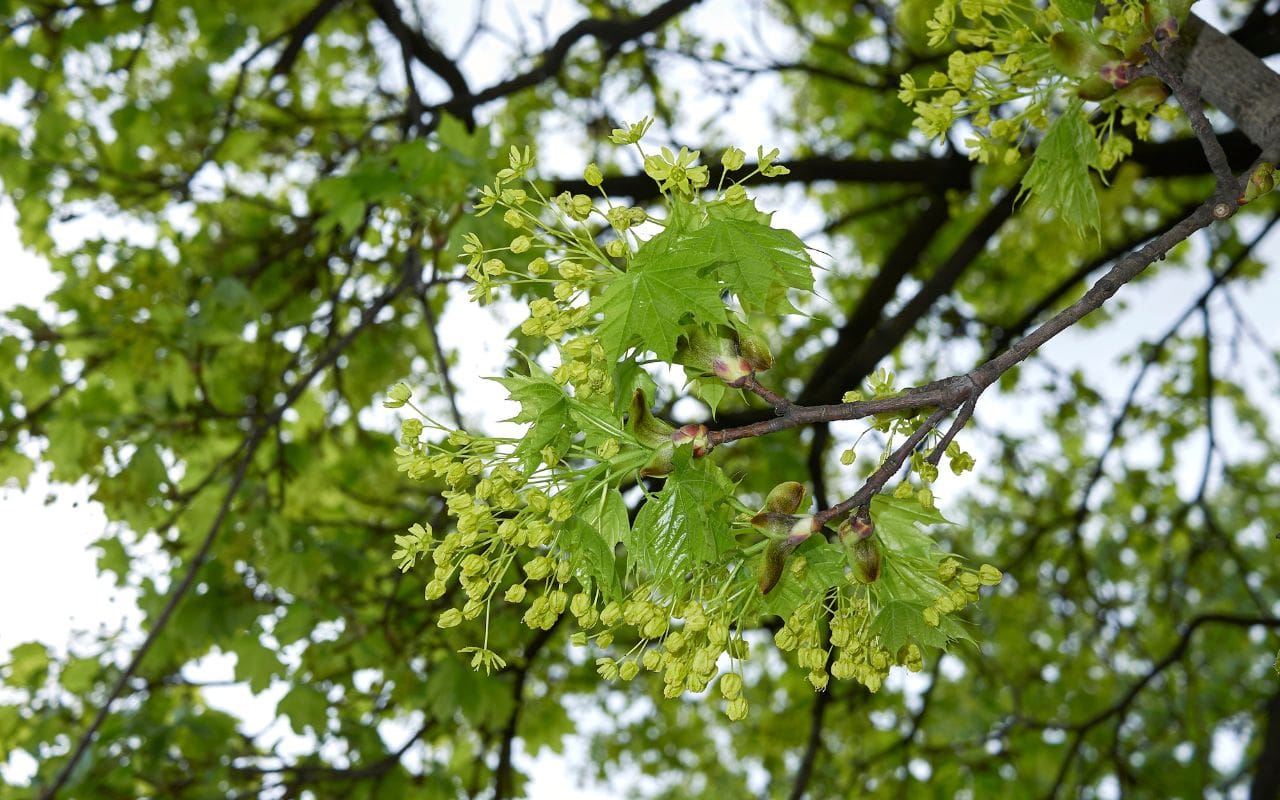 Closeup of leaves and flowers on an invasive Norway maple tree.