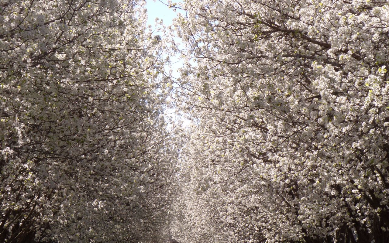 Many white blooms cover bradford pear trees.