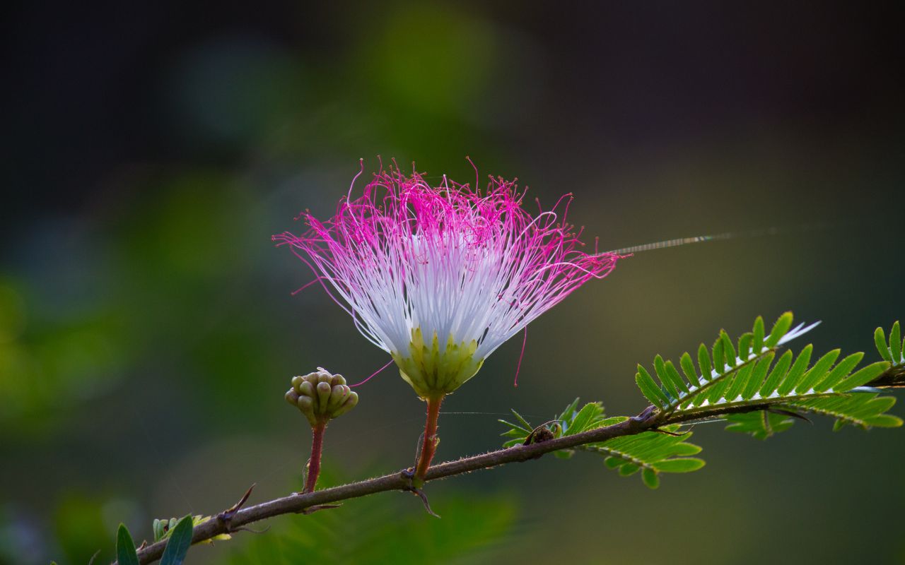 Closeup of the white and pink feathery flower and fern-like leaves of the mimosa tree.