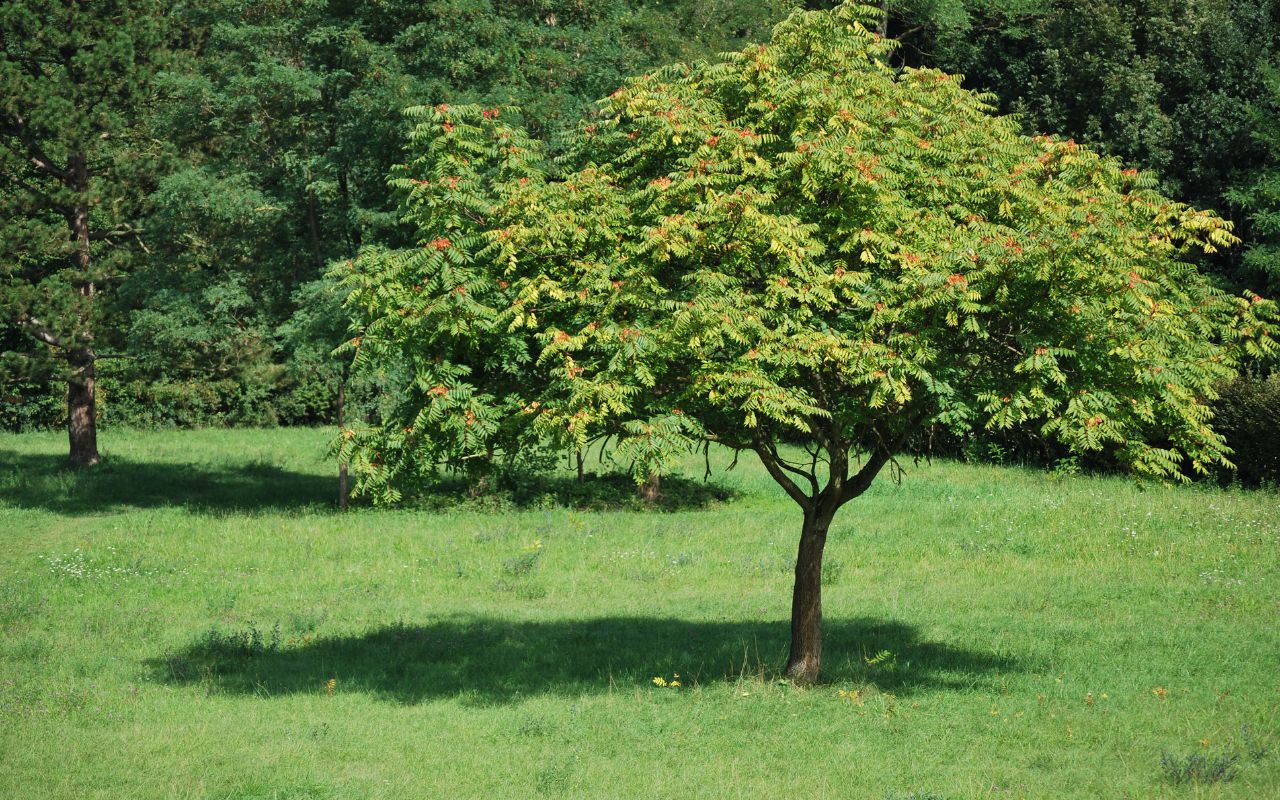 A Tree-of-heaven tree grows in the middle of a grassy section of lawn with other trees growing behind.