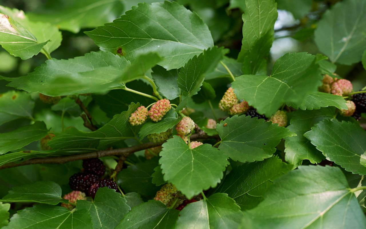 Drupes that resemble blackberries on an invasive white mulberry.