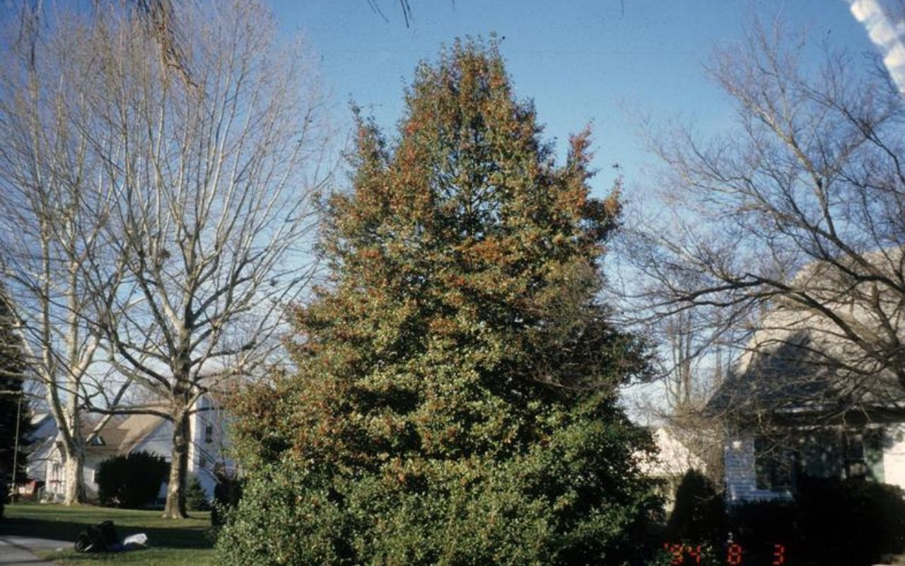 A pyramidal-shaped American holly tree stands among other trees that have lost their foliage for the season against a blue sky.