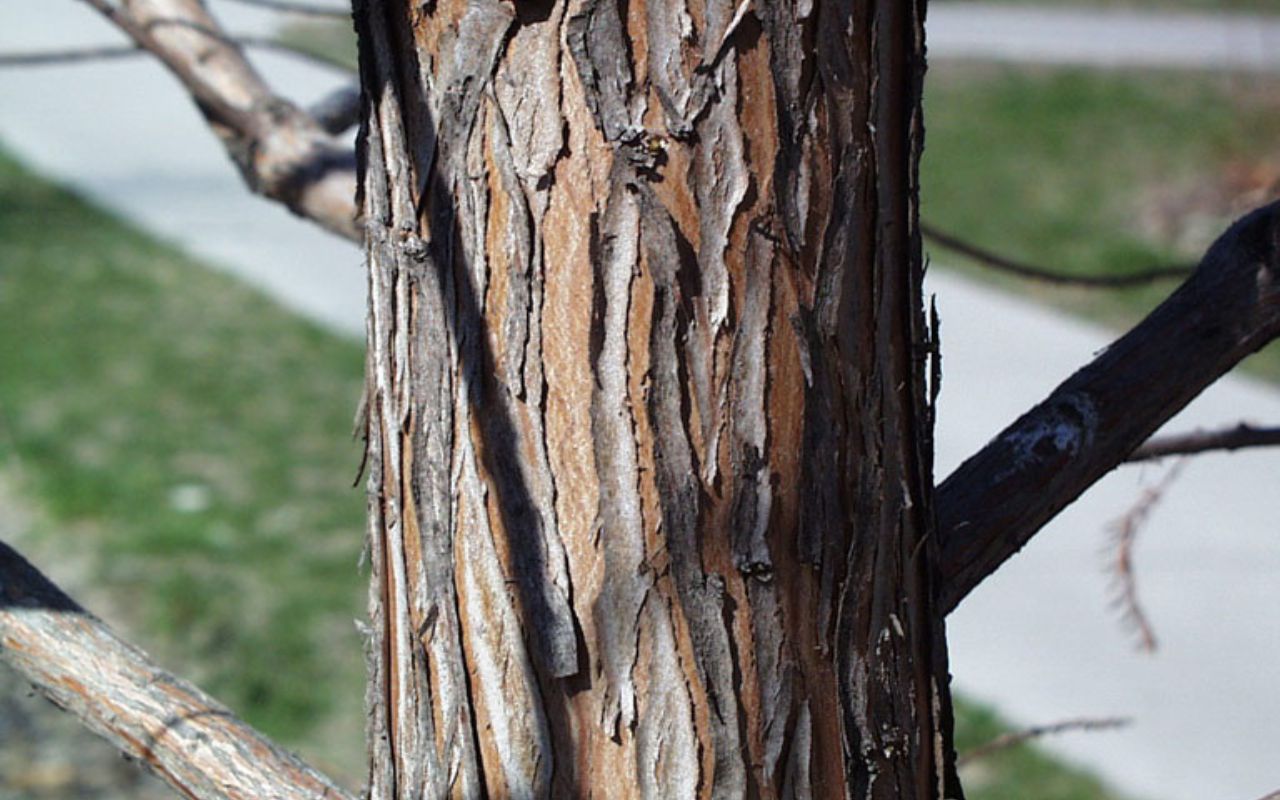 A brown, flaking, bald cypress trunk sits in the sunshine—another wind-resistant tree.